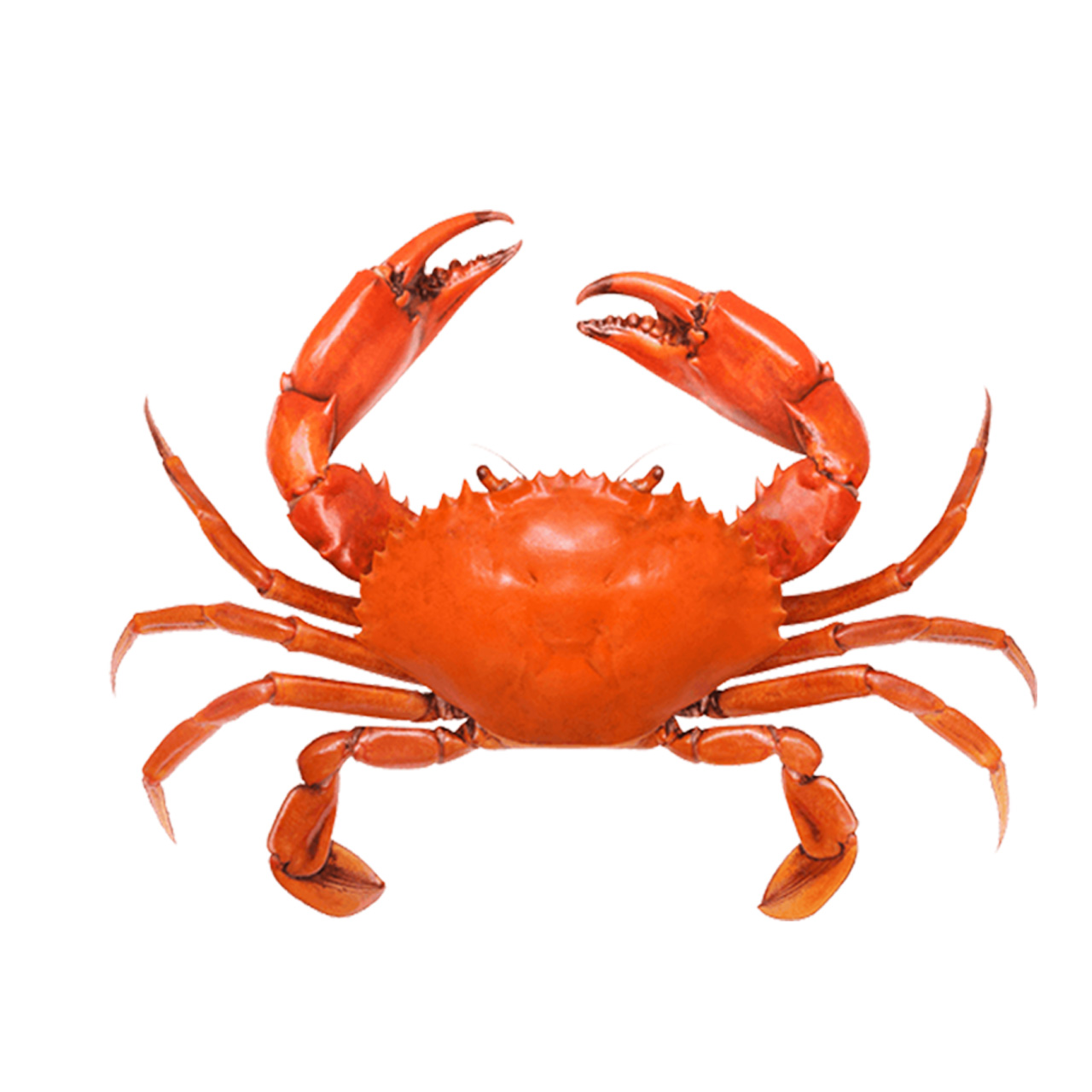 Manufacture Dried Shrimp Water Soluble Fertilizer Animal Feed for Sale Meal Prep Bag Vietnam Bone Meal