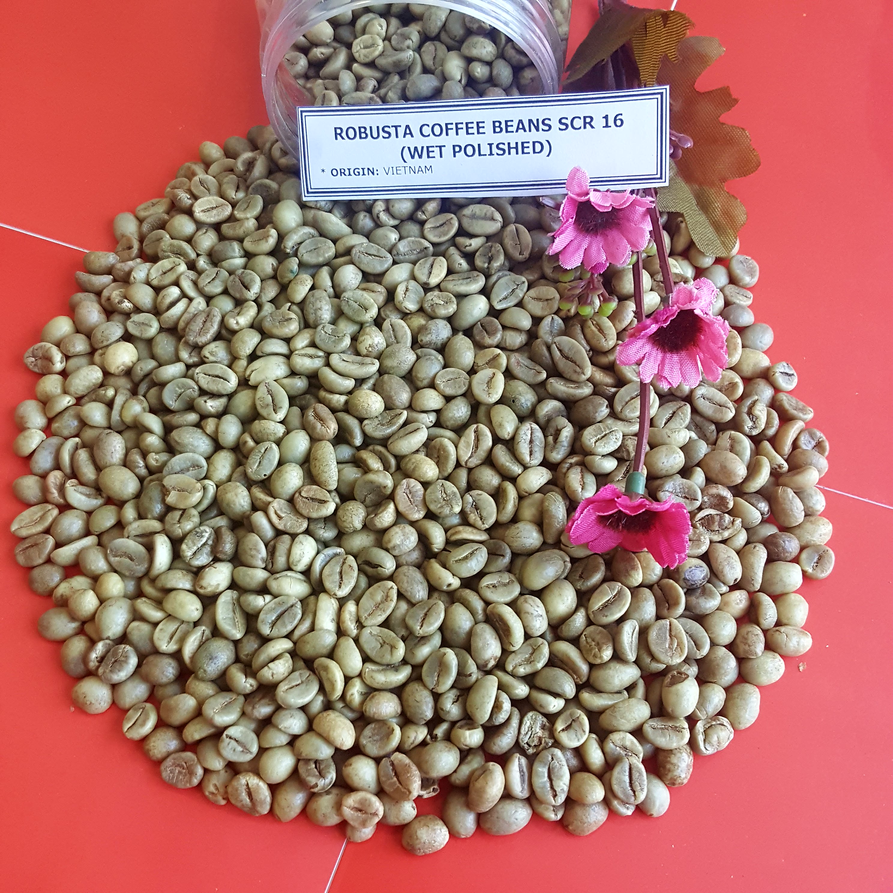 WASH POLISHED ROBUSTA COFFEE BEANS VIETNAM SCR 16 - MR. TORRES +84909625077