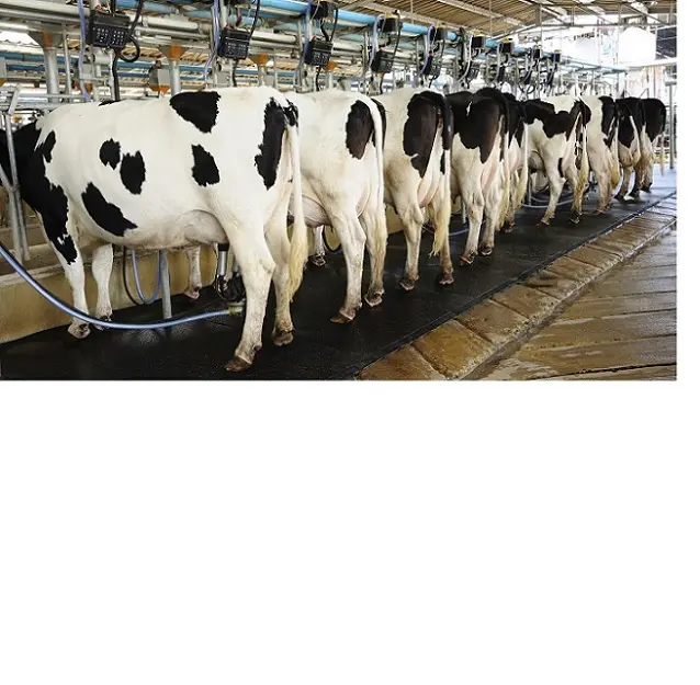 Healthy live Pregnant Holstein Heifers Cows /Dairy cows