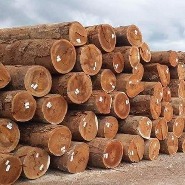 Sawn Timber. Lumber Iroko Wood
