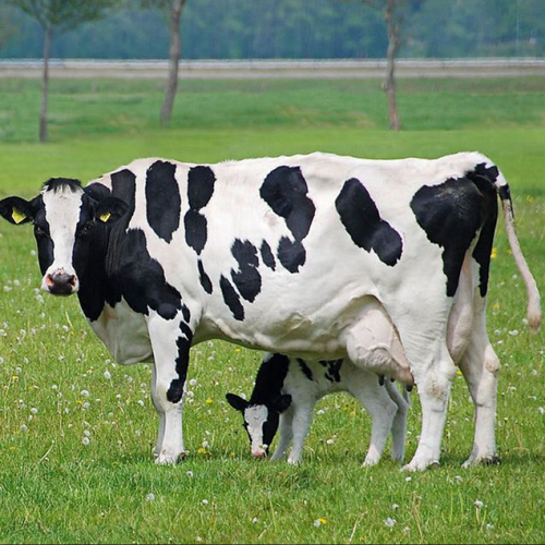 Здоровая живая Беременная коров Holstein Heifers/Молочные коров по конкурентоспособным ценам