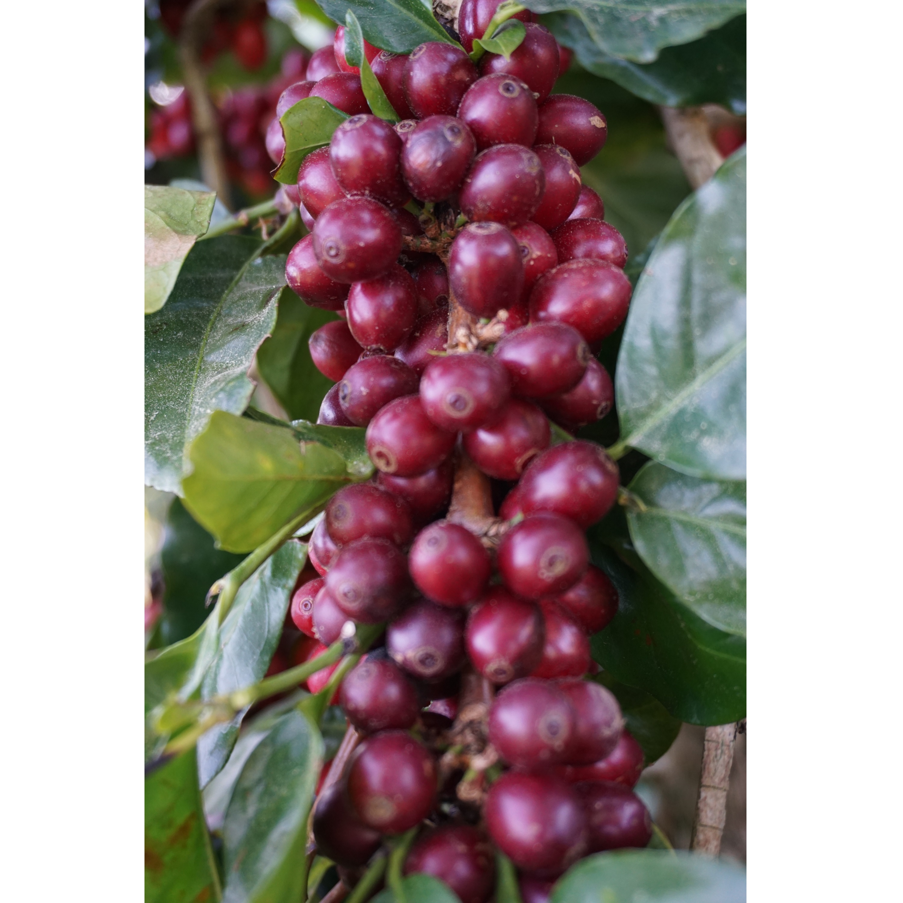 Великолепный кофе с цельными зернами Robusta, горький вкус, оптовая упаковка, идеально подходит для покупателей