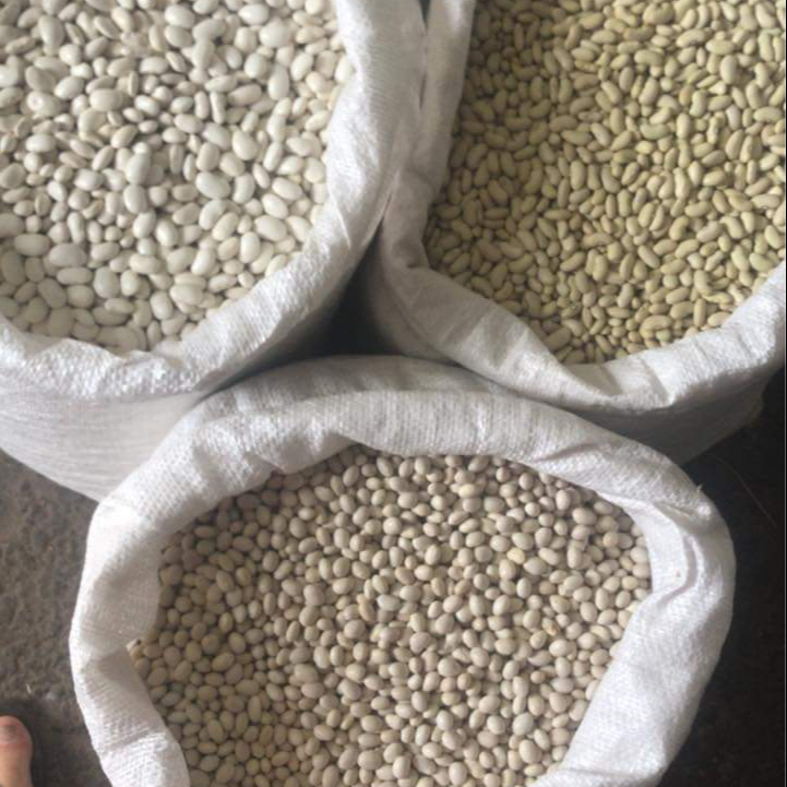 High quality large white kidney bean,new crop 2010 and Rich in Proteins