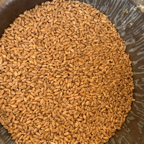 SOFT WHEAT FOR EXPORT FOR Congo DPR