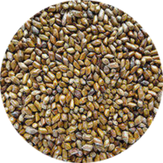 GMP поставка фабрики cassia seed/cassiae torae semen/cassia seed extract