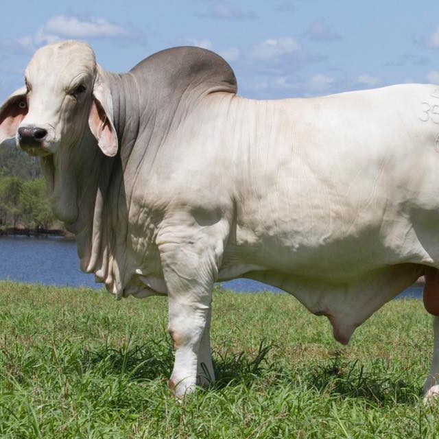 Brahman Cattle Cows for Sale Livestock from ZA 120 Kg Alive