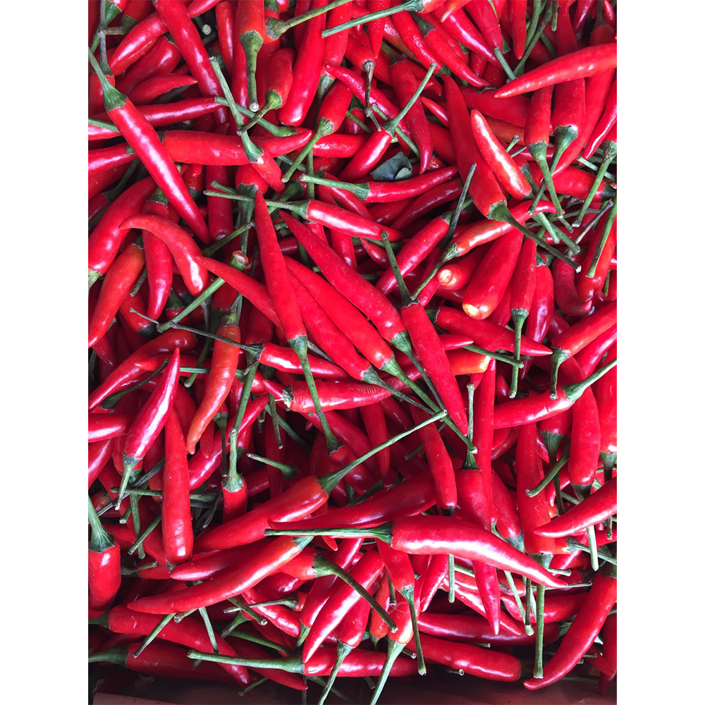 Good quality Fresh Red Chilli