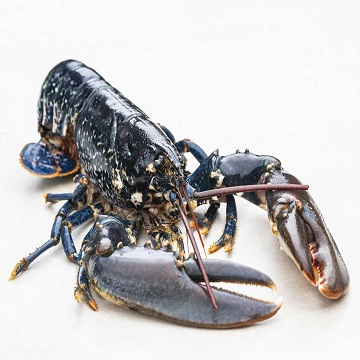 Wholesale Live Lobster for Sale