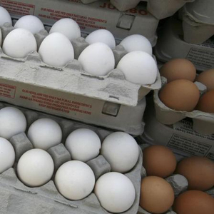 Fresh Chicken Eggs in Bulk