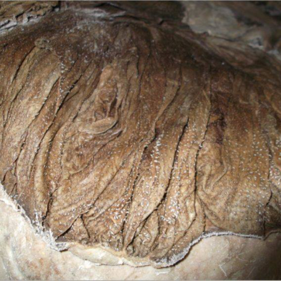 Quality Beef Frozen Omasum / Dry salted omasum Frozen Beef for Export