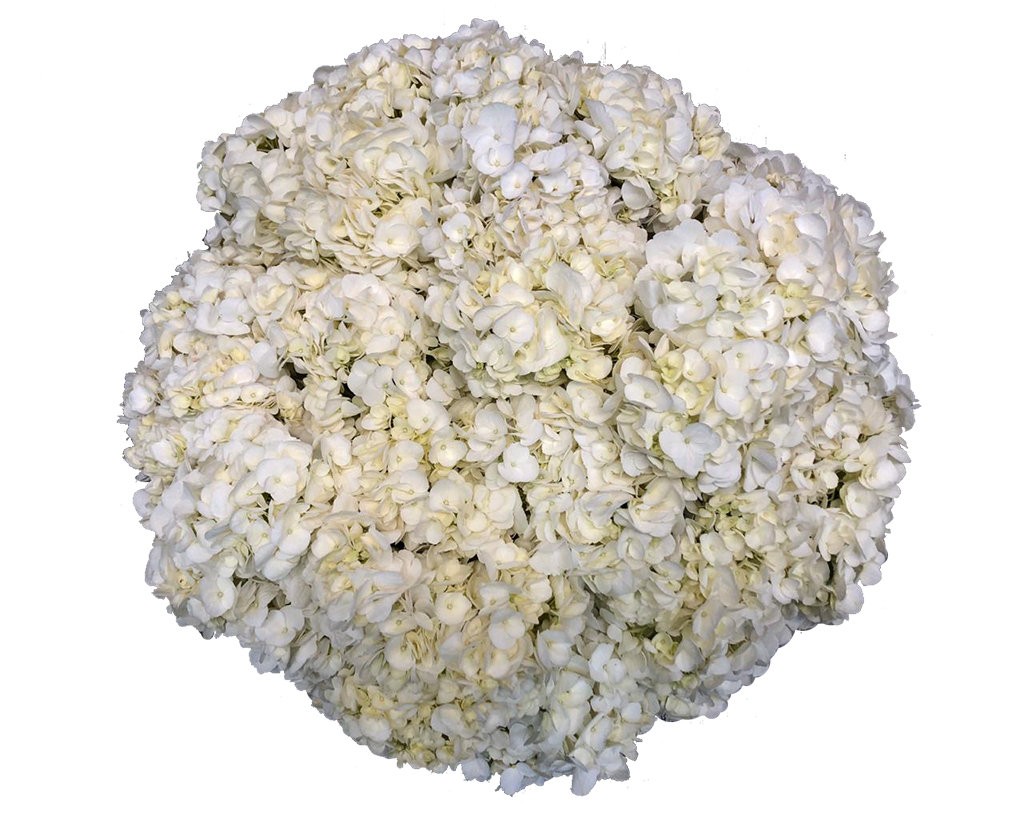 Hydrangea Assorted box For US only