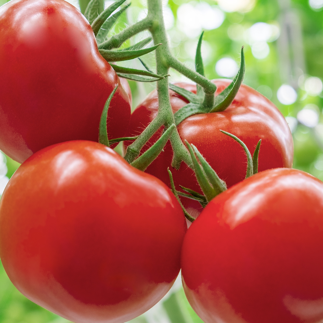 Свежие помидоры 2020, новый сезон, Вкусные Высококачественные красные помидоры из Таиланда