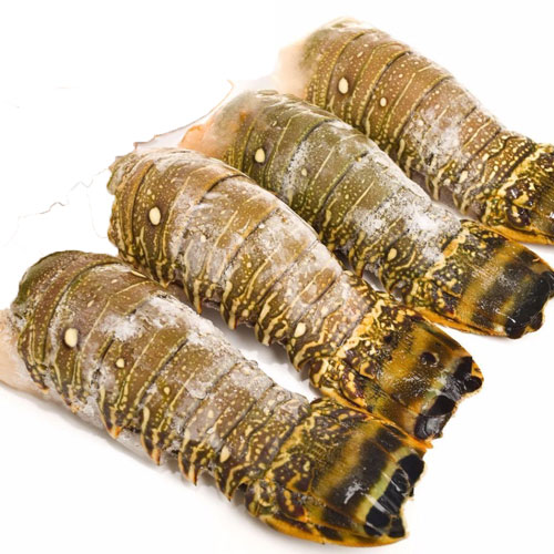 Seafood Fresh and Frozen Lobster for sale