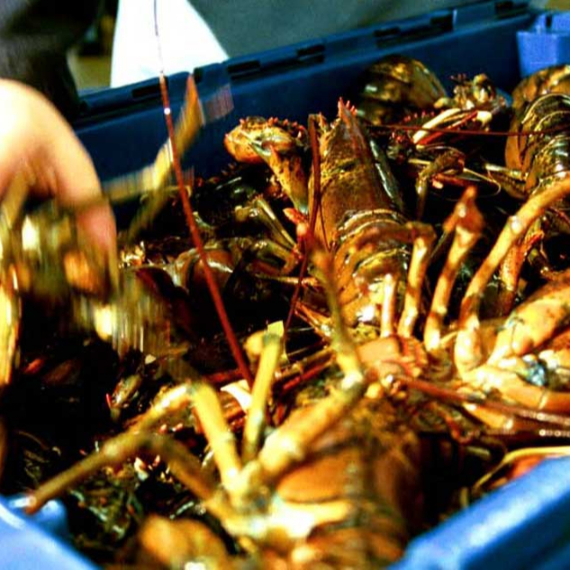 Frozen Fresh Live Green Lobster - Alive Bamboo Lobster From Thailand