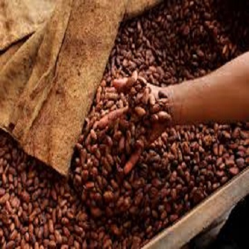 Какао бобы, сушеные какао бобы Criollo, органические жареные какао бобы