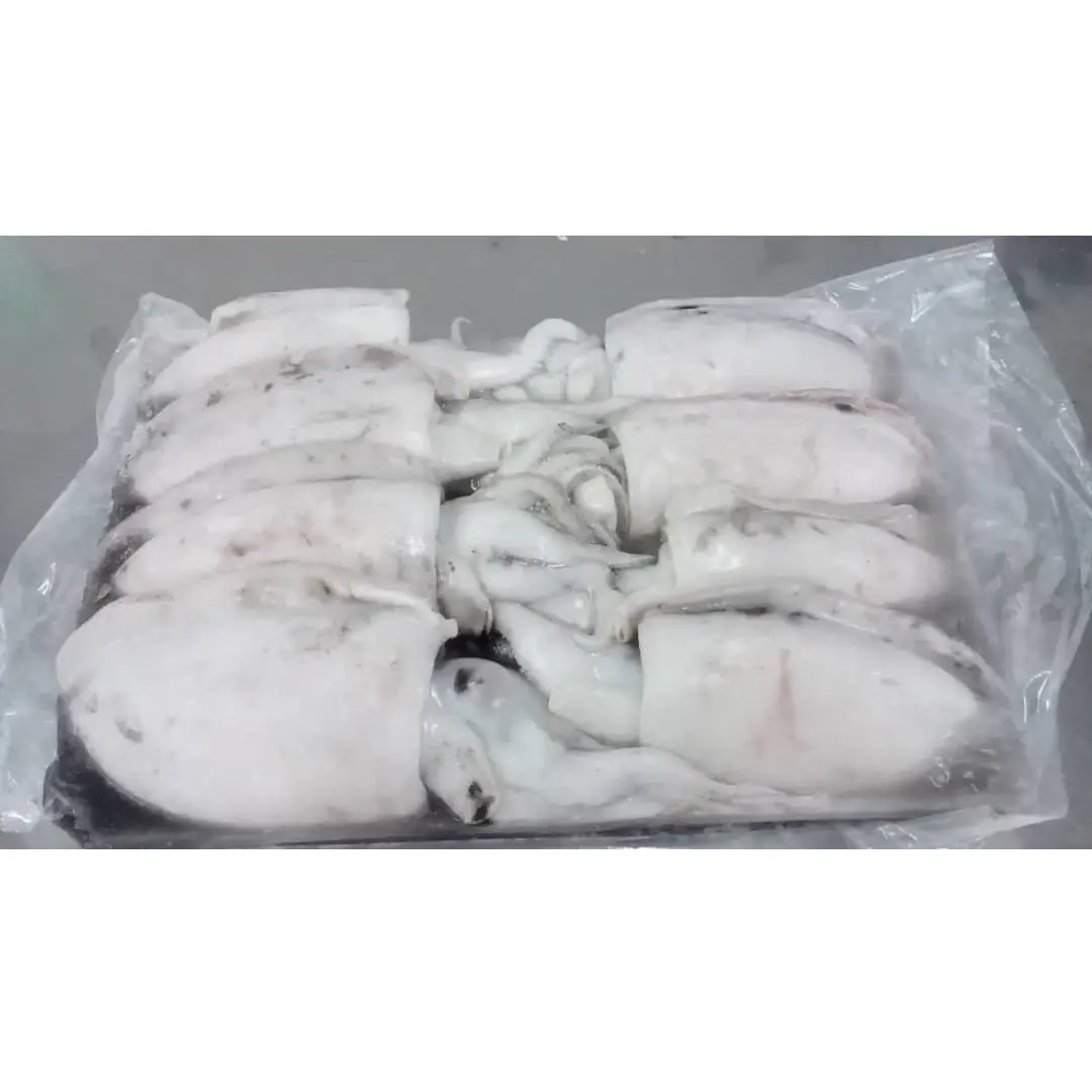 Good Quality Frozen Whole Round Cuttlefish With HACCP HALALNAFIQAD Certification From Sea Planet Malaysia