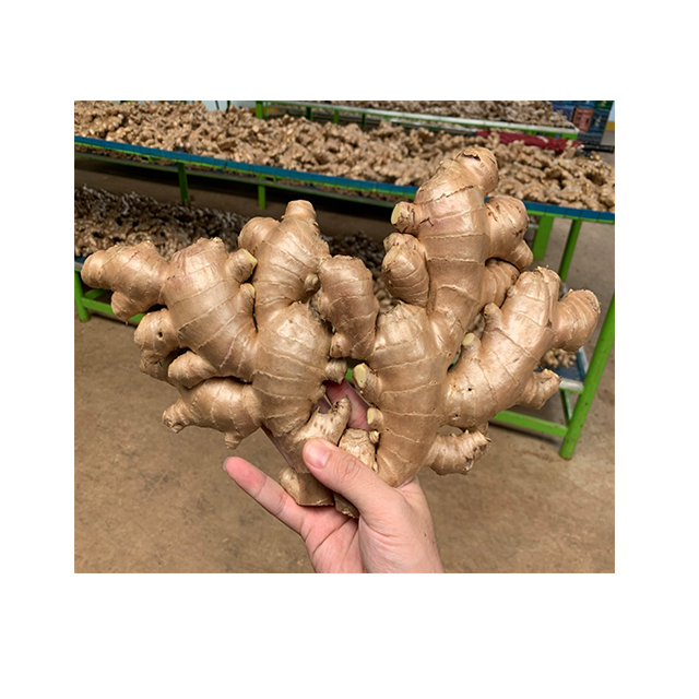 Fresh Ginger Air Dried Premium Quality from Thailand for 100% Export