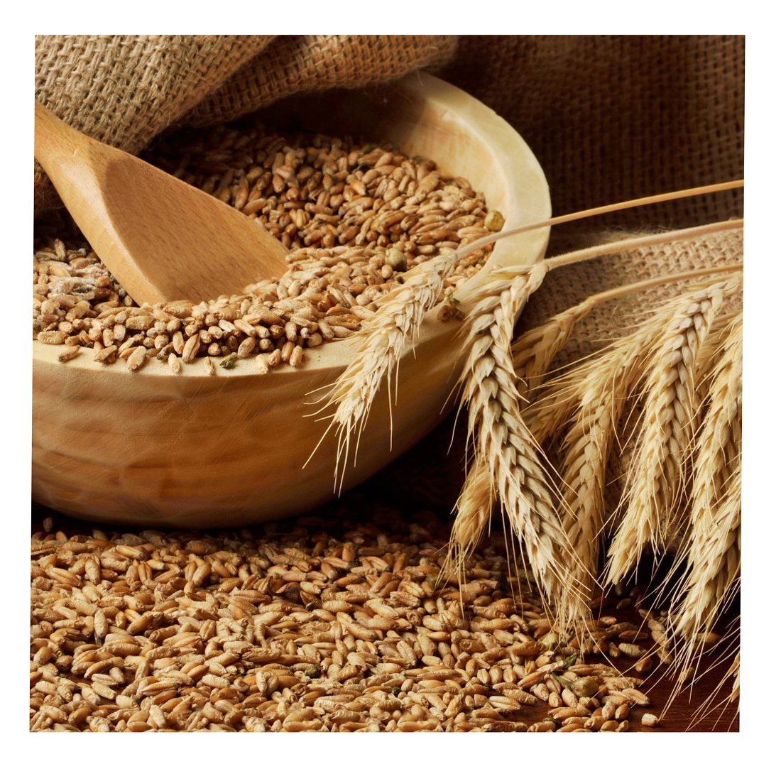 Whole Wheat Grain Bulk Bulgarian Origin Pacakaging High Quality Animal and Human Feed