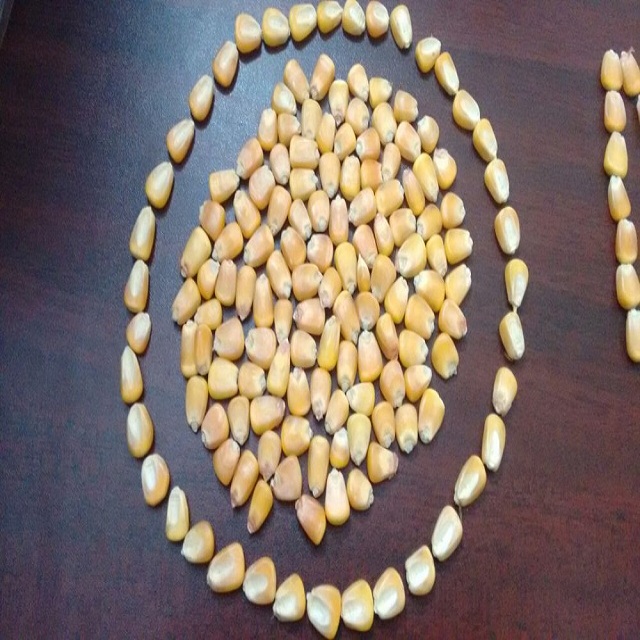 Russian Corn Maize For Animal Feed High Quality Yellow Market Prices Nutrition Corn