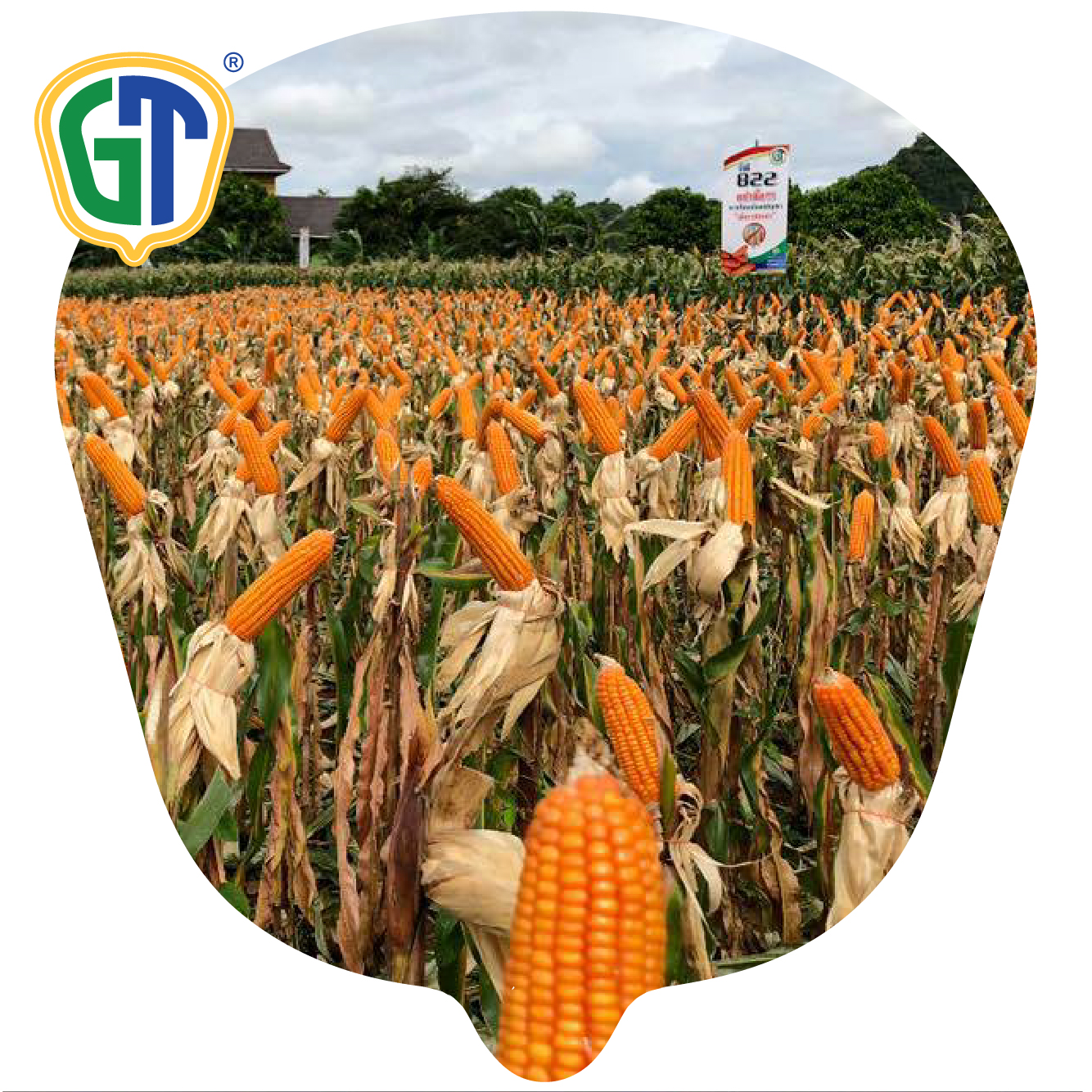 Wholesale Bulk Cheap Price Deep Orange Red Hybrid Corn Seeds GT822 With Phytosanitary Certification