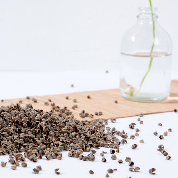 Buckwheat hull qiaomaike Fagopyrum tataricum husk for sale