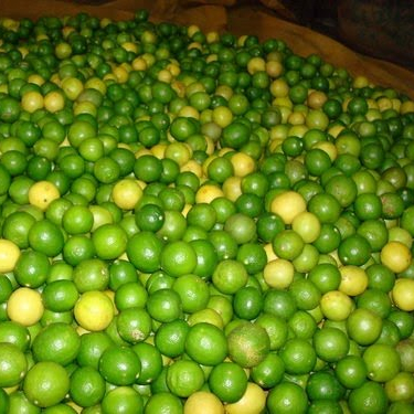 FRESH LEMONS