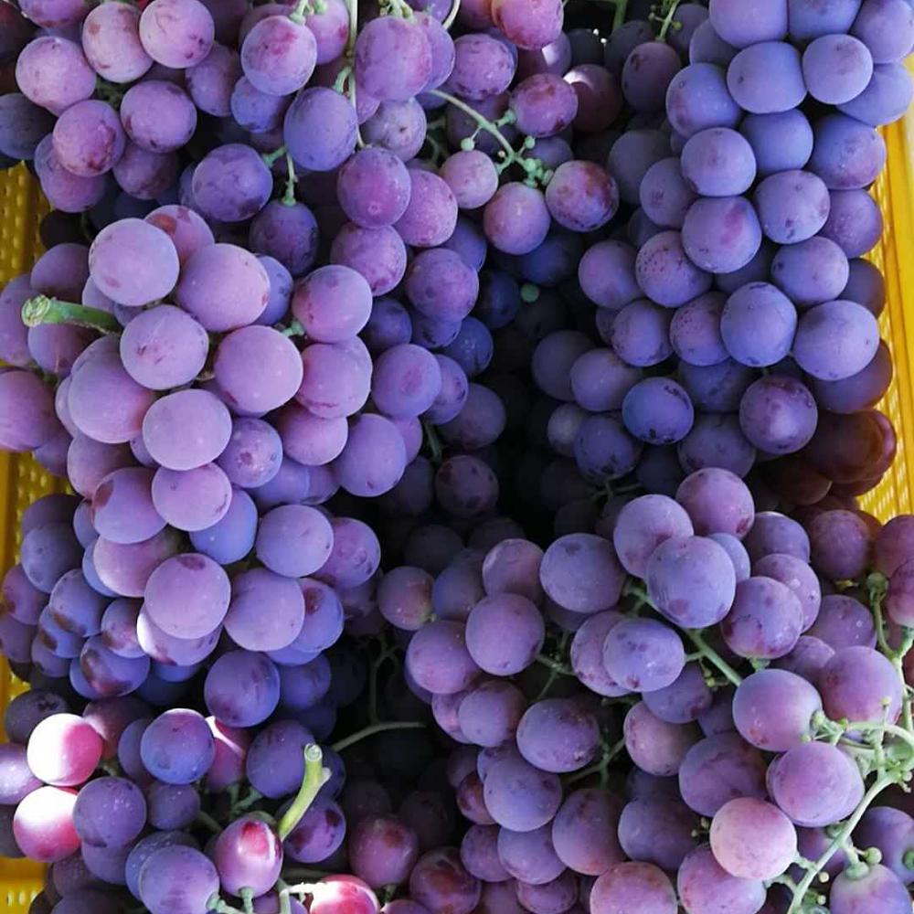 Fresh Grape