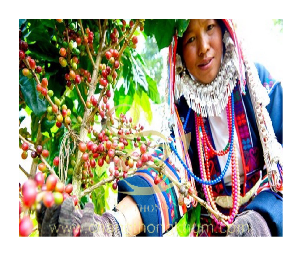 Changthongkhum Premium Arabica Green Coffee Beans the Best Quality Product from Thailand