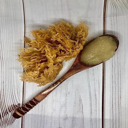 GOLD SEA MOSS/  BEST SEAMOSS FOR MAKING GEL FROM VIETNAM OCEAN/ Vivian Ha +84 33 88 20 462