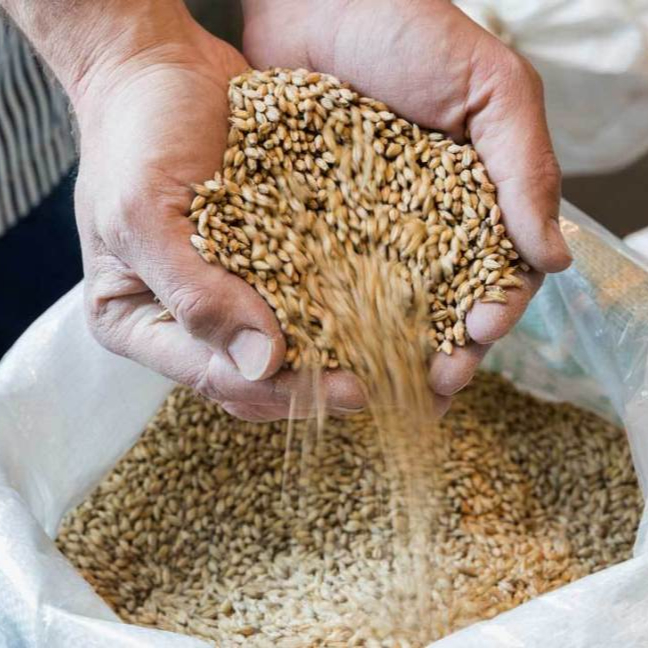 Premium High Quality Barley Barley Grain