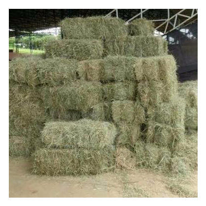 Alfalfa Hay / Cattle Alfalfa Hay / Alfalfa Baled In Bulk For Sale Competitive Price