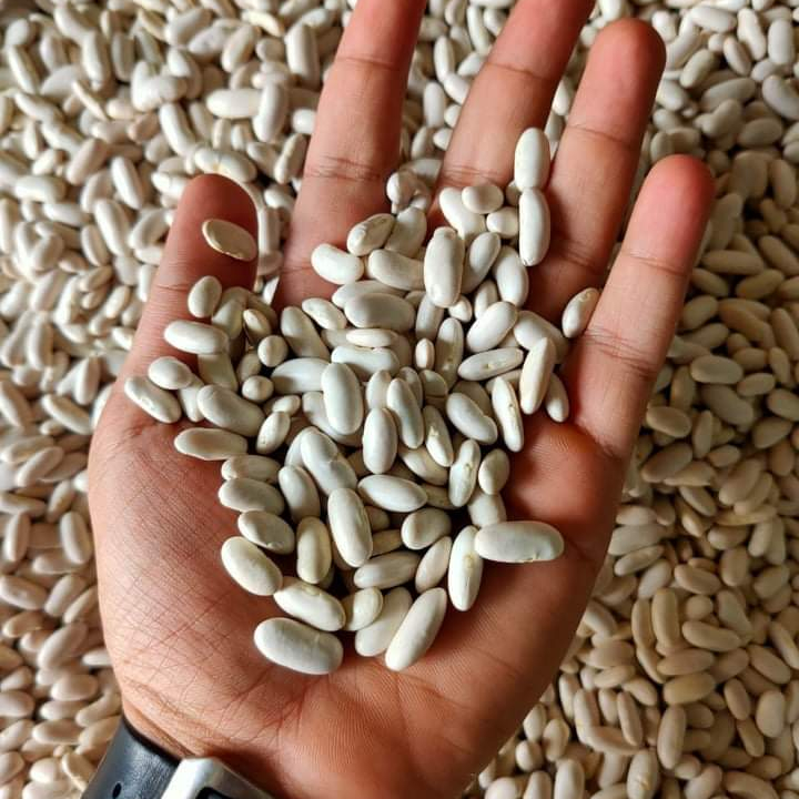 Natural white cooking white kidney beans for disease prevention