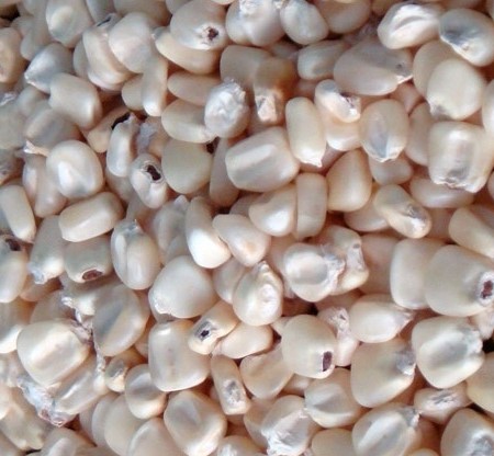 BUY CHEAP YELLOW MAIZE / YELLOW CORN FOR ANIMAL FEED