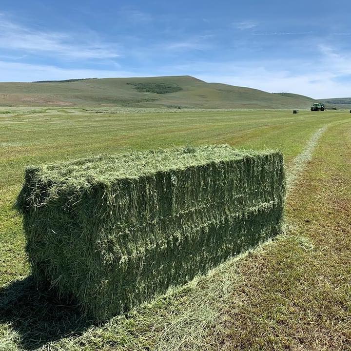 Альфальфа из Турции