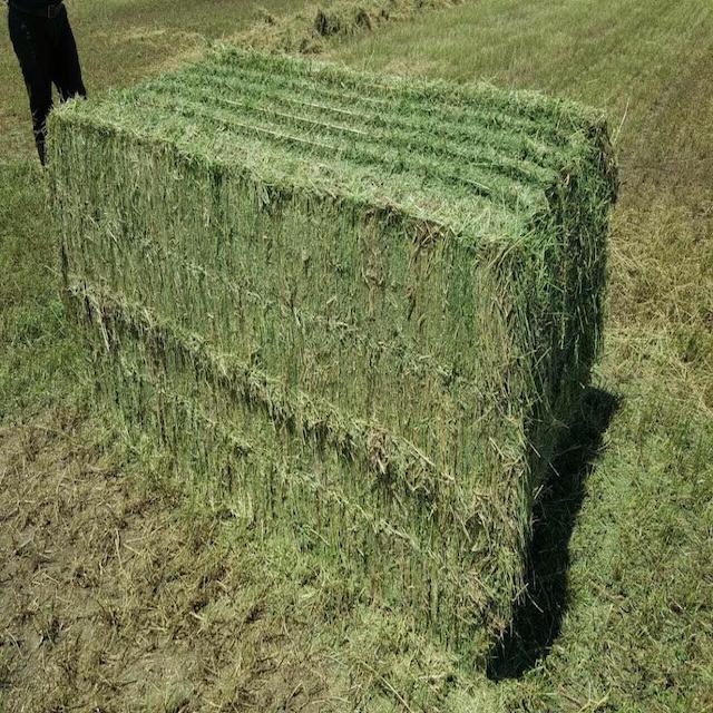 Сено альфафа для кормления животных