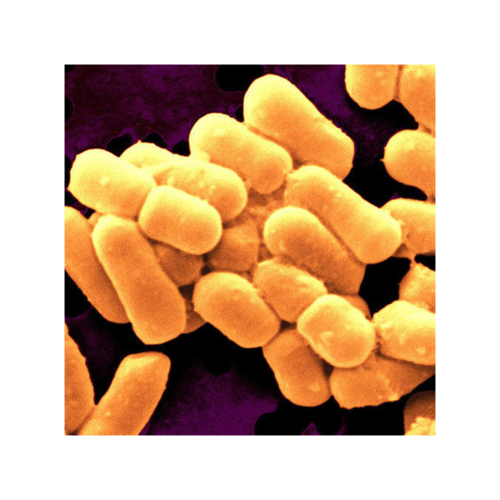 Пробиотики хорошего качества, OEM, Оптовая поставка, пробиотики Lactobacillus Sporogenes-Zealmax Biopharma