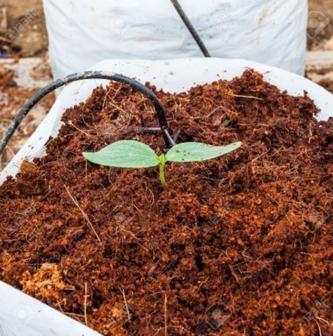 Cocopeat мелко дробленый кокос, измельченный кокосовый коир, уличный Садовый цветок, декоративное дерево, растение, семена почвы