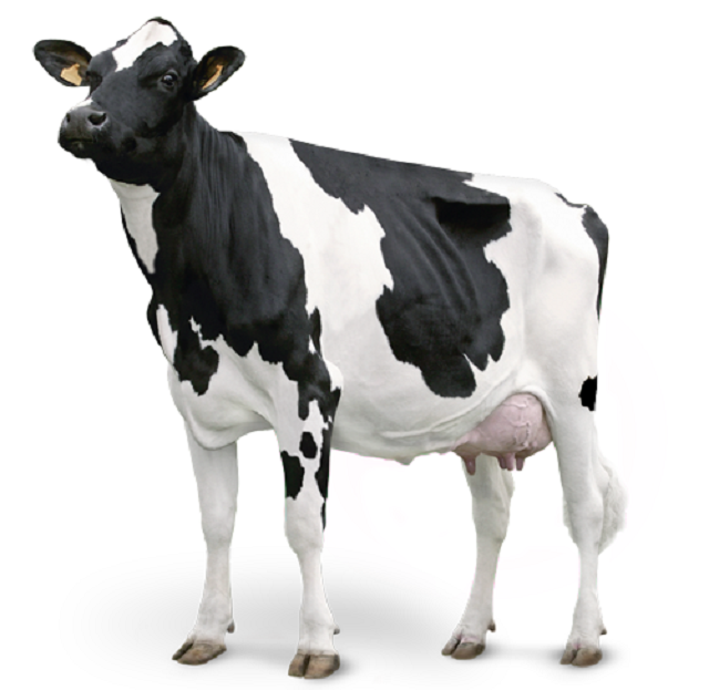 * Здоровые Беременные голландские хифсеры Holstein/фрисийский Крупный рогатый скот, абердинская мухобойная говядина, живые молочные коровы
