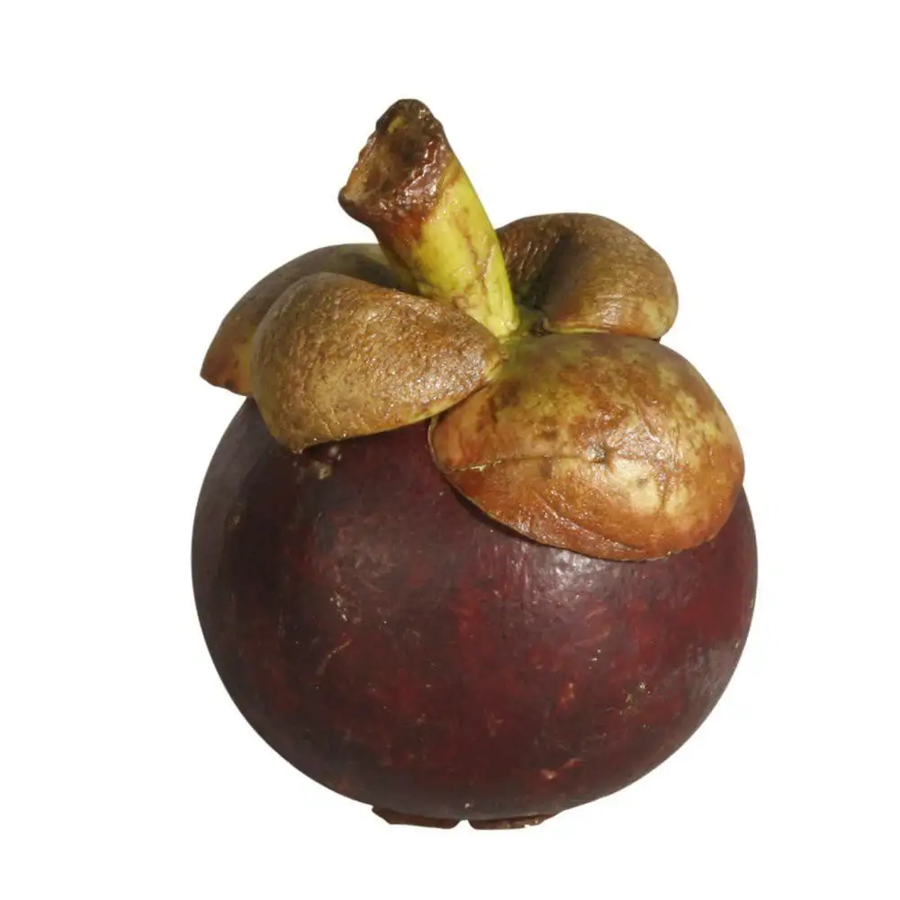 Mangosteen Fruit The top recommend - Fresh Fruit Viet Nam High Grade