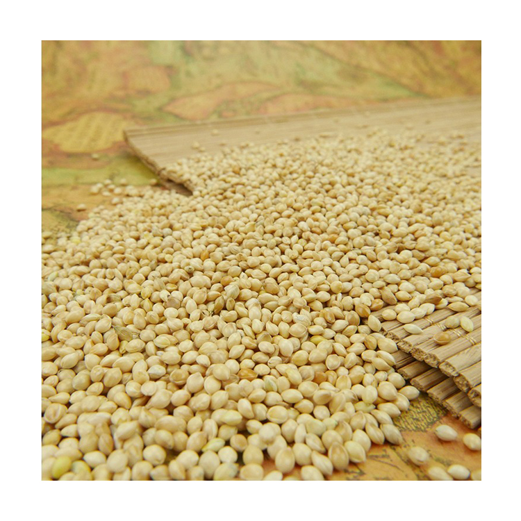 Wholesale Dealer of Best Selling 10% Moisture Pure White Millet for Global Purchase