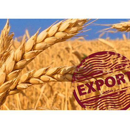 Высокое качество пшеничные зерна/Пшеница дурум оптовая продажа