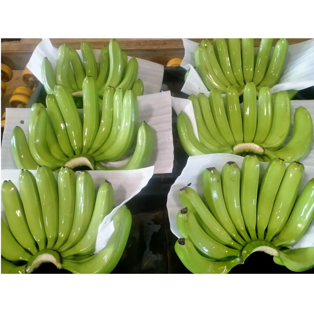 Export Fruits Cavendish Banana 100% Organic Fresh Banana made in Viet Nam Wholesale Newest crop Natural sweet taste