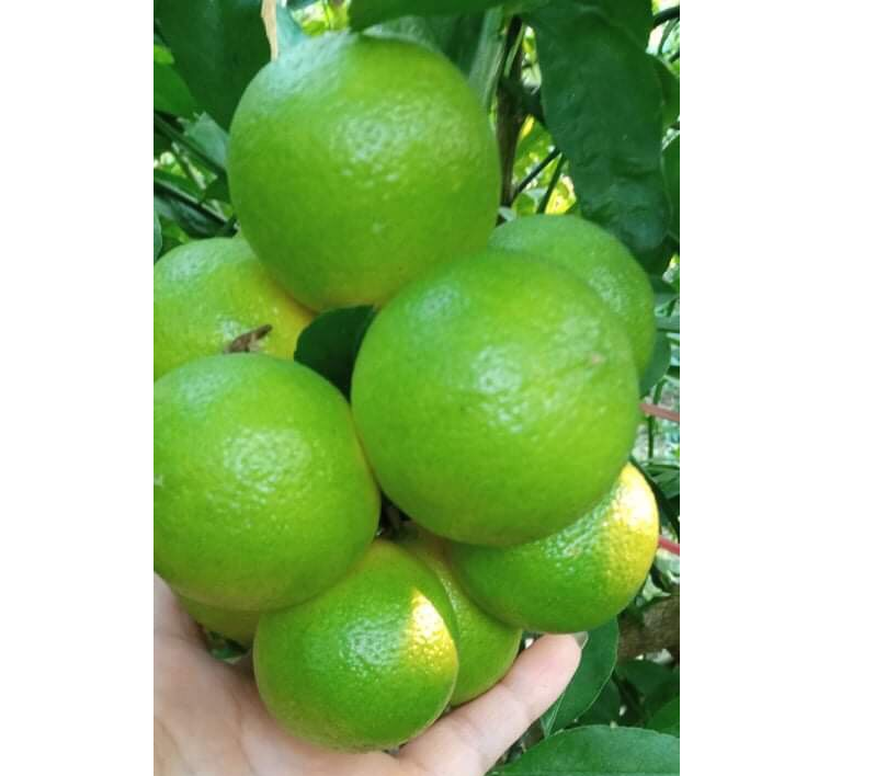Wholesale Best Price Fresh Seedless Lime Fresh Green Lemon Export Quality