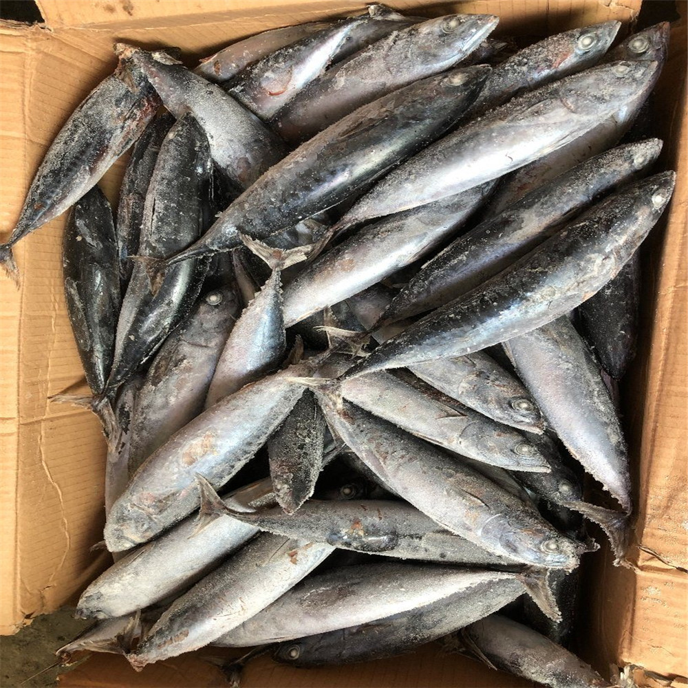 Морская замороженная Бонито, тунец, Рыба для продажи