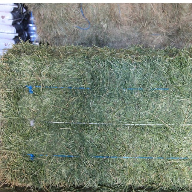 Cheap Quality Alfafa hay animal feed/ Non GMO Alfafa hay