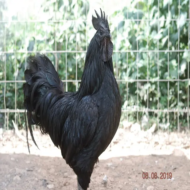 AYAM CEMANI high quality chickens and chicks with fertile eggs