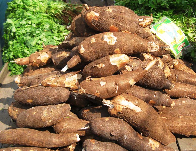 Farm Cassava For Food Consumption.