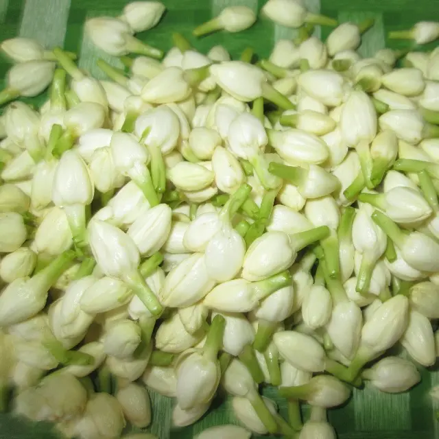 Real fresh Loose Jasmine flowers premium quality not preserved decorative flowers and for Garlands Wholesale
