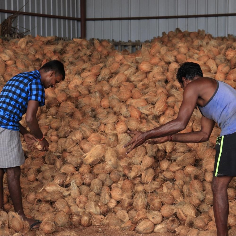 EXPORT QUALITY COCONUT