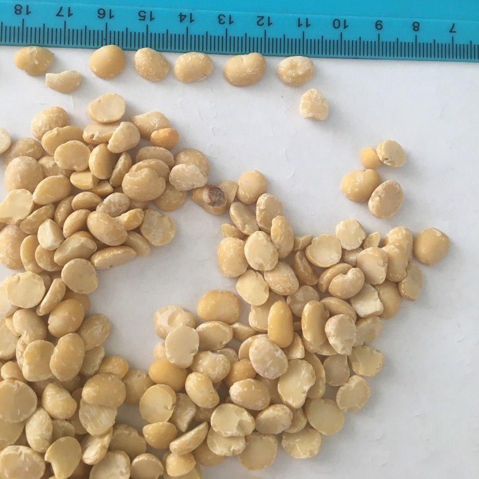 Split Faba Broad Beans Origin Ukraine Wholesale